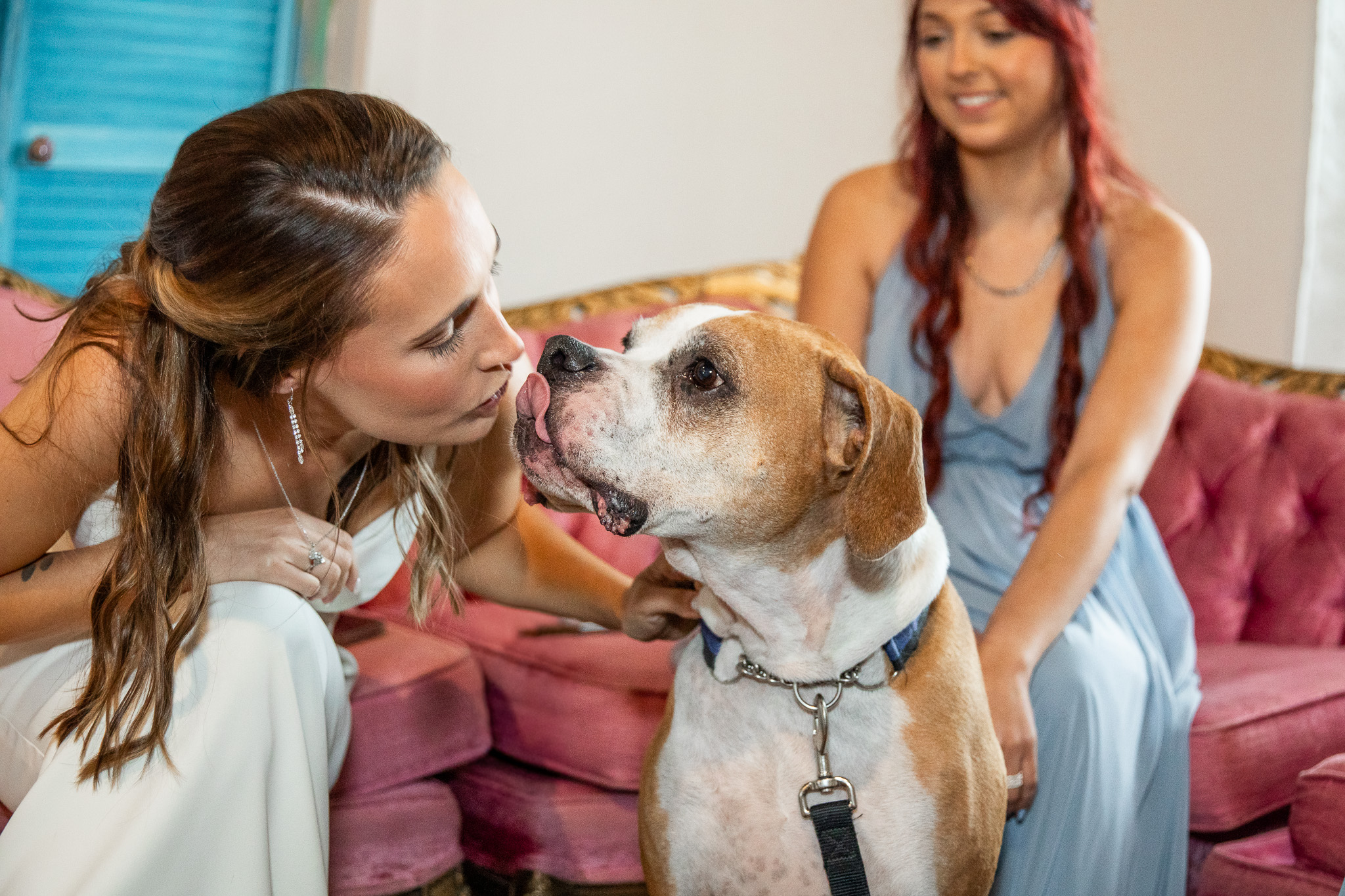 A bride leans in to kiss her boxer dog during wedding preparations while a member of the wedding party watches from a pink velvet sofa. The dog's tongue reaches toward the bride, creating a playful and affectionate candid moment before the ceremony.